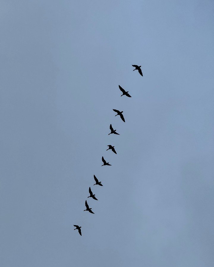 𝐆𝐄𝐄𝐒𝐄 &bull; The day was flat and grey,
low skies pressing everything closer to the ground.
It felt like a day to stay in, to wait it out.

Still, I went outside.

Cool air, wet land,
and then the sound &mdash; rough, echoing, unavoidable.
Ten g