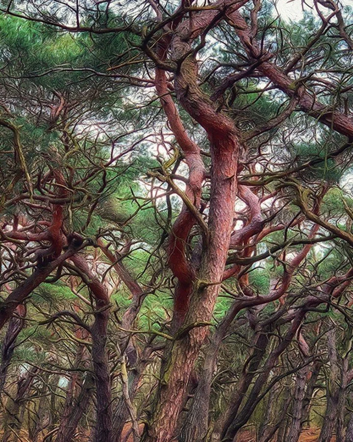 𝐏𝐑𝐎𝐎𝐅 &bull; Proof that being wrinkled, tangled, and slightly confused can still look absolutely stunning.
This tree didn&rsquo;t 'get its life together' &mdash; 𝐢𝐭 𝐣𝐮𝐬𝐭 𝐠𝐫𝐞𝐰 𝐚𝐧𝐲𝐰𝐚𝐲.
And honestly? That might be the real glow-up.
