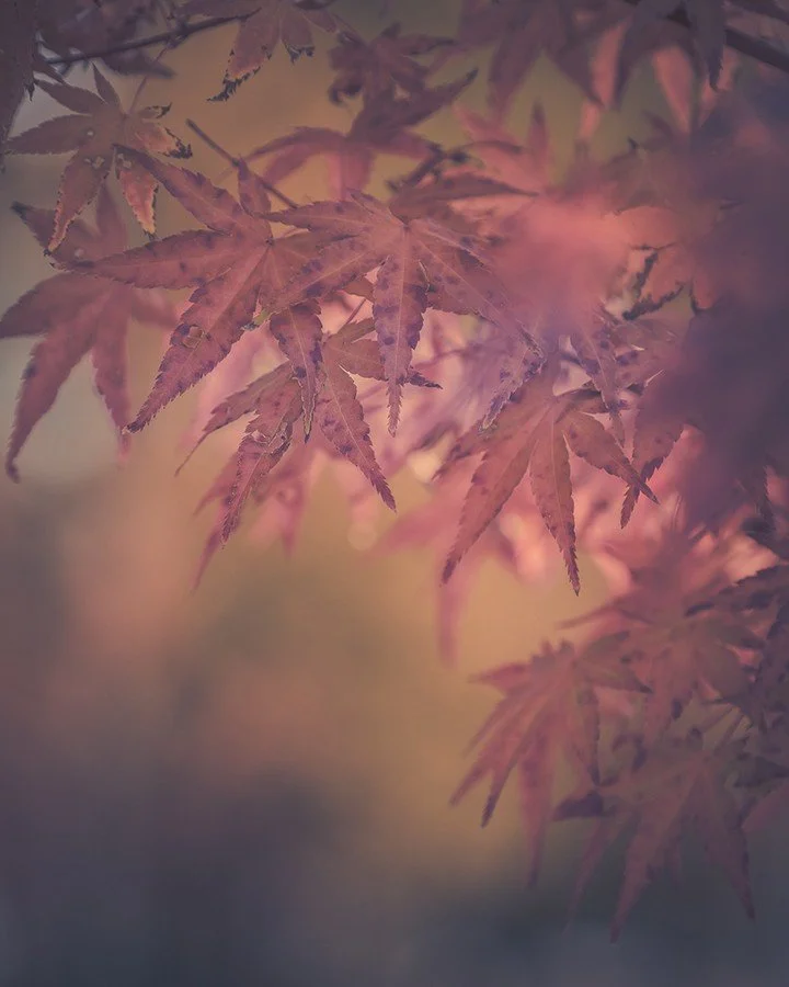 𝐙𝐀𝐂𝐇𝐓𝐄 𝐊𝐑𝐀𝐂𝐇𝐓 &bull; In mijn Friesche studio werk ik aan een selectie sfeerbeelden voor 𝘡𝘢𝘤𝘩𝘵𝘦 𝘒𝘳𝘢𝘤𝘩𝘵 &mdash; een boek over rust vinden en kracht houden, ook als het leven je op de proef stelt.

Het boek begeleidt mensen tijde