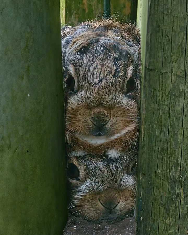 𝐄𝐀𝐒𝐓𝐄𝐑 𝐌𝐎𝐑𝐍𝐈𝐍𝐆 &bull;  I came to add compost to the kitchen garden. I found these two instead. Tucked between two weathered planters, stacked like the world's most improbable Easter decoration &mdash; two leverets, doing what young hares