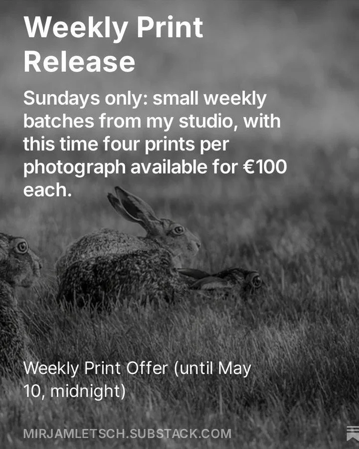 𝐇𝐀𝐑𝐄𝐒 &bull; Three hares in a Frisian field. Long lens. Kept distance.

They were there for only a brief moment &mdash; alert, ears up, all three looking the same way before they vanished into the grass.
In frame, they stay.

This week's 𝐏𝐫𝐢?