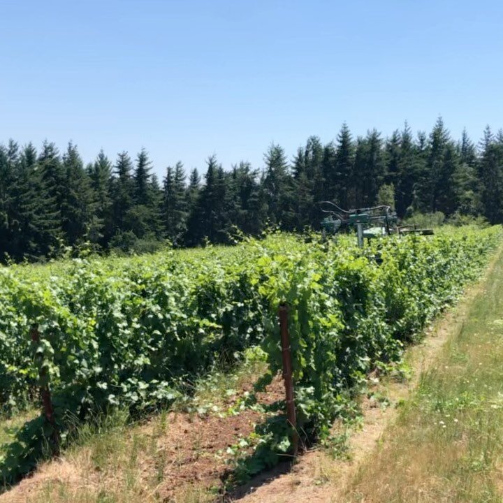 It&rsquo;s hedging time in the vineyard. Here&rsquo;s a little video of the specialized piece of equipment that&rsquo;s used and a little before and after shot to show the difference.