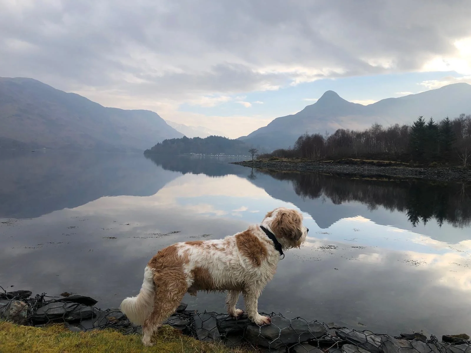Dog-Friendly Glencoe &amp; Fort William: A Complete Traveller’s Guide