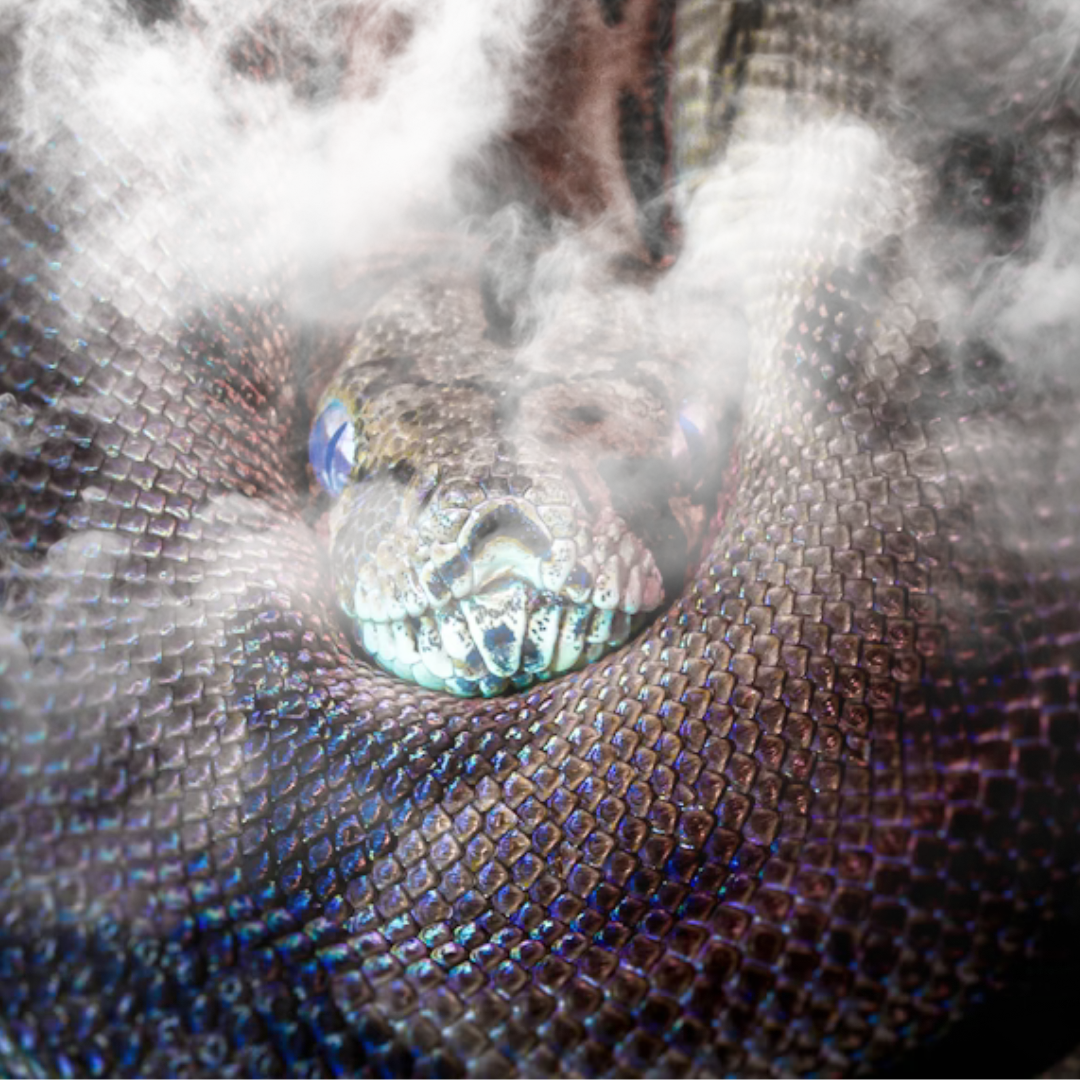 You Brood of Vipers!