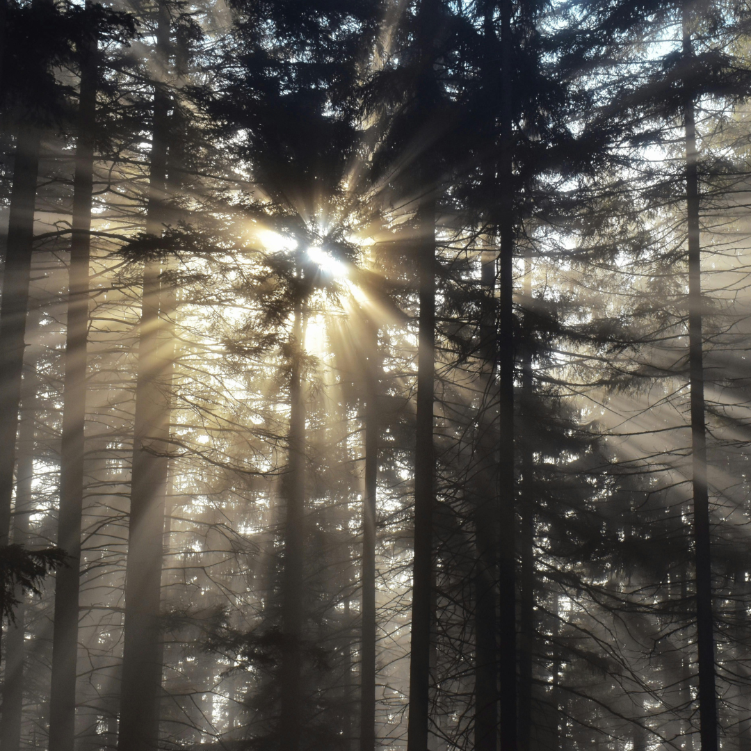 God’s Glory in Creation