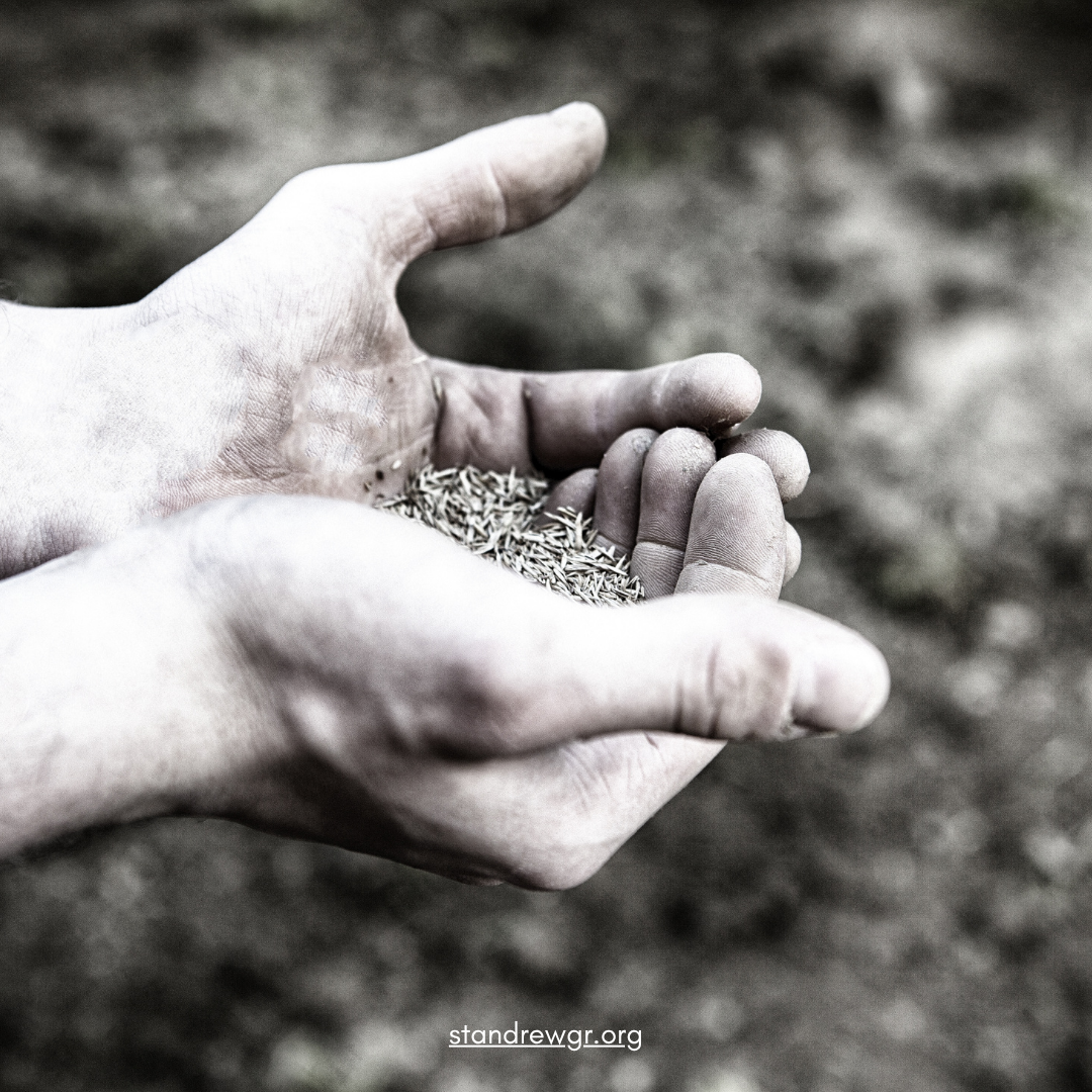 What a Lot of Seed!