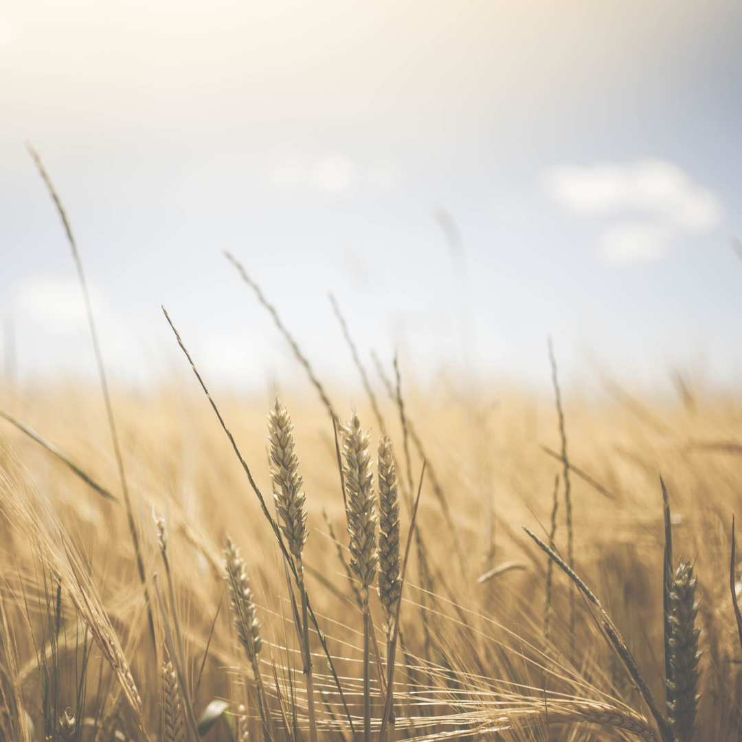 Our Job Is to Grow