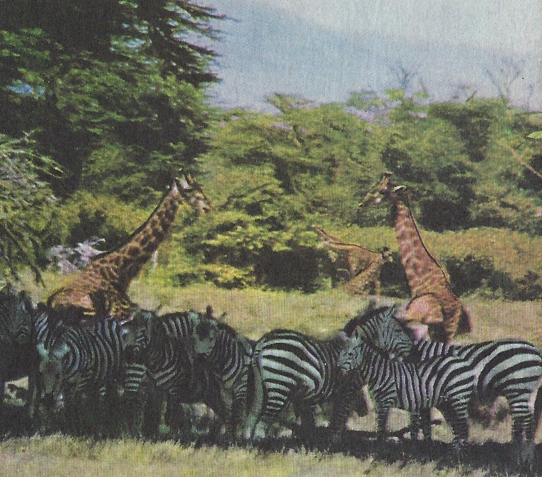 giraffes:zebras.jpeg