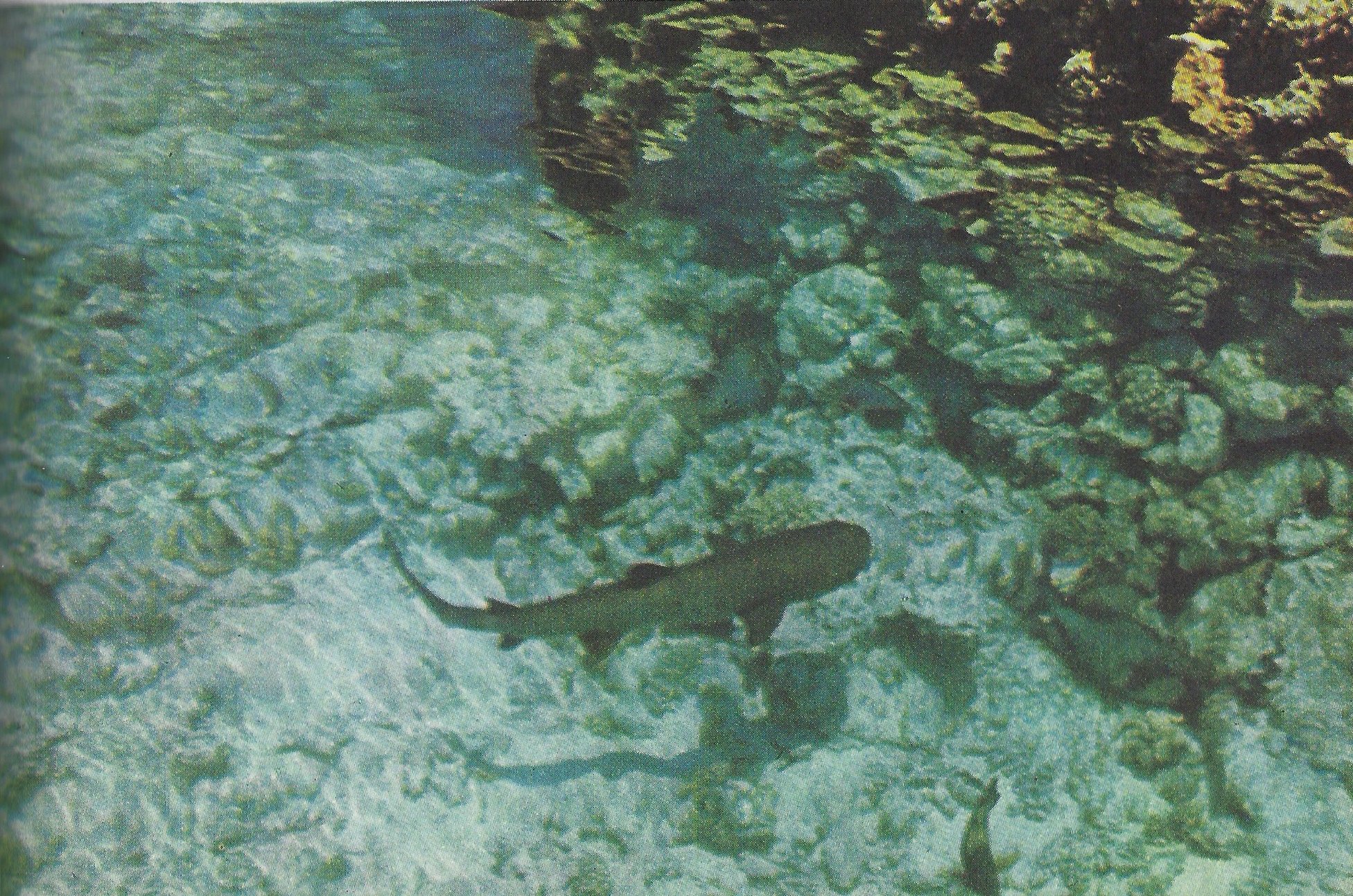 shark.jpeg