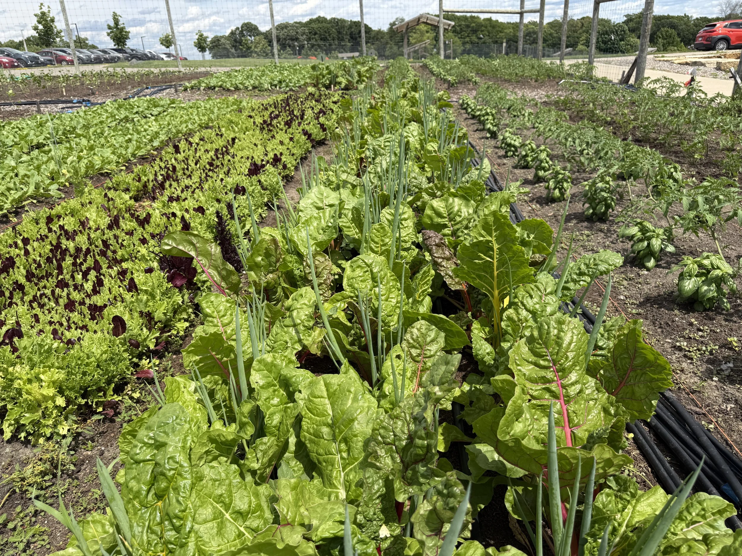 Neatly organized rows of leafy Swiss chard, lettuce, and green onions growing in a sunny garden plot.