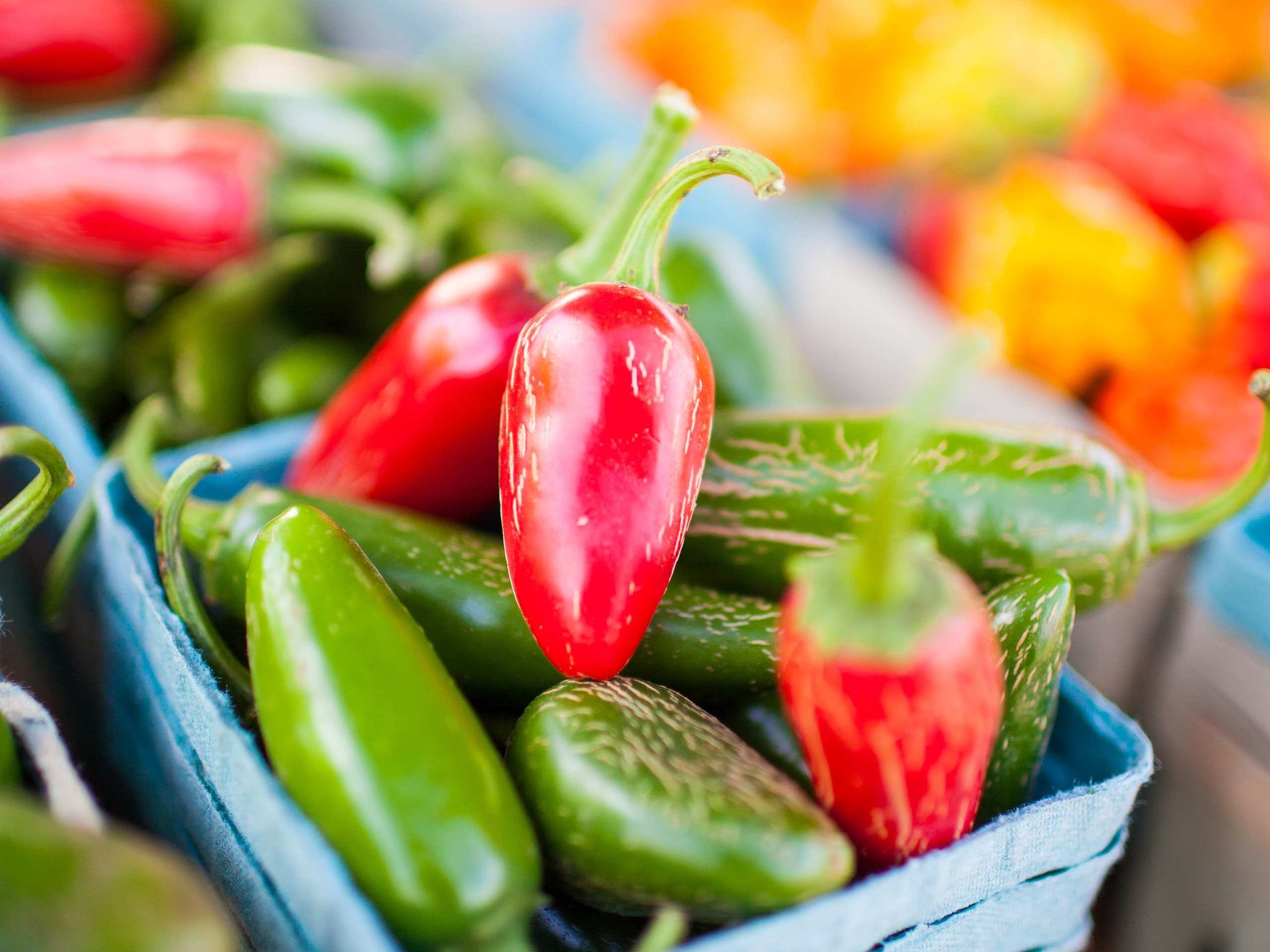 Freshly harvested green and red jalapeño peppers nestled in a blue market basket.