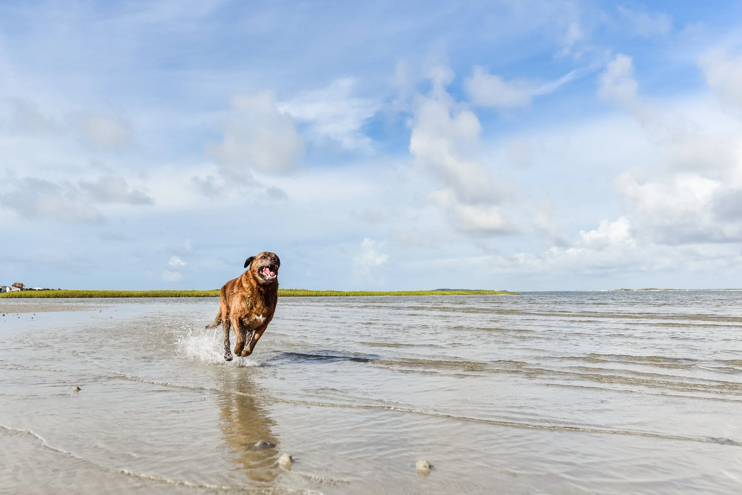 Emerald Isle Dog Photographer — Crystal Coast Dog