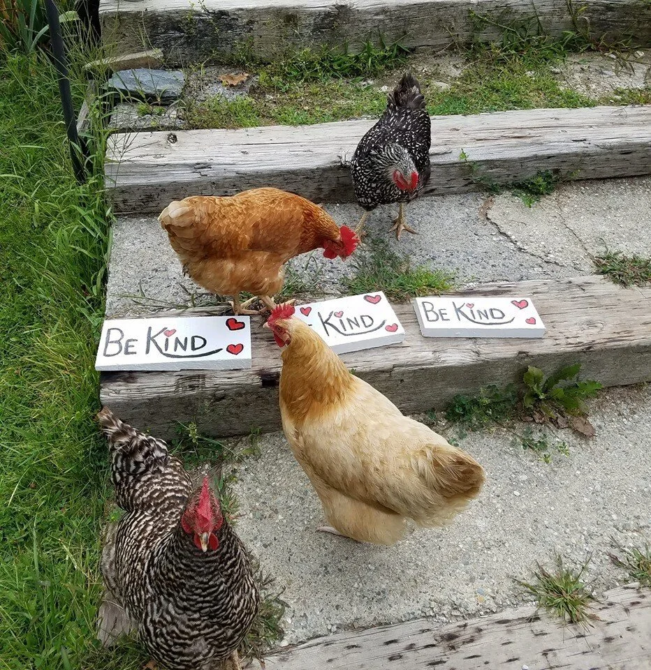 一个简单的周五提醒，来自我们的羽毛朋友#jamesriverconstruction#bekind