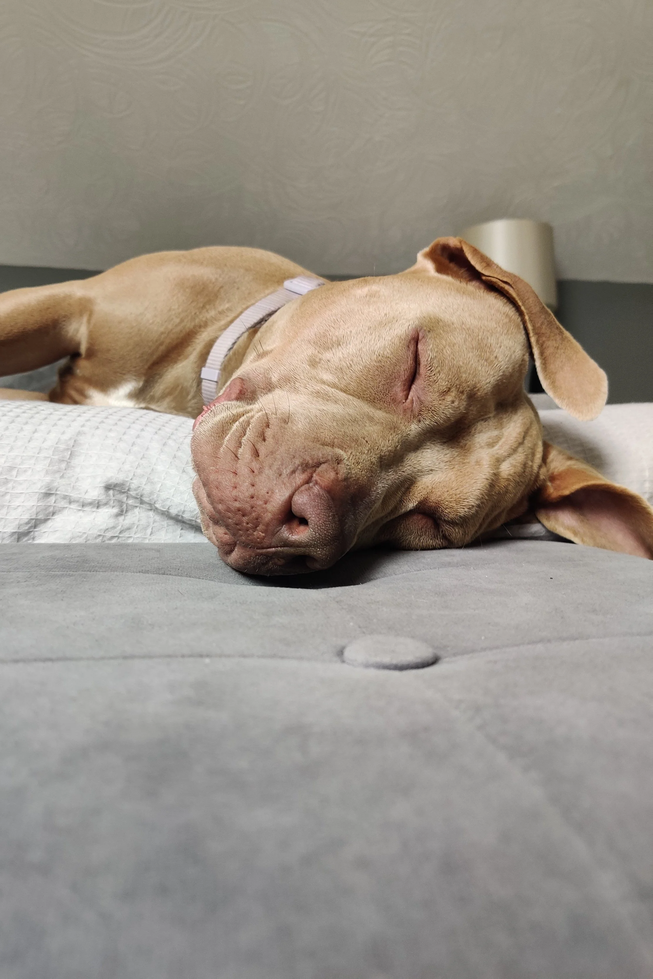 Sleeping dog on a bed with a white collar, resting on a pillow.