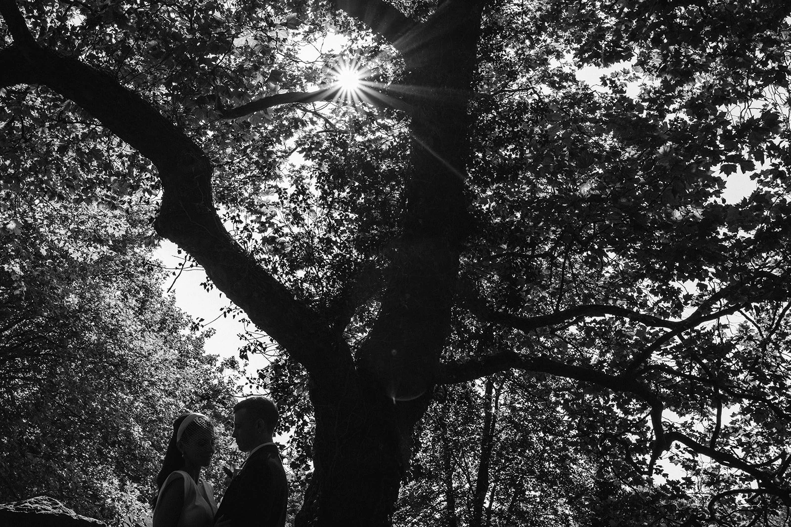Silhouetted couple standing face to face under a large tree with sunlight shining through the leaves.