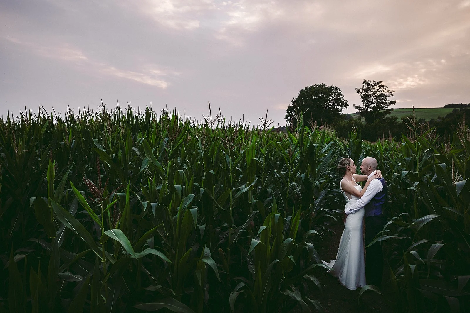 A bride and groom embracing in a cornfield during sunset with hills and trees in the background.