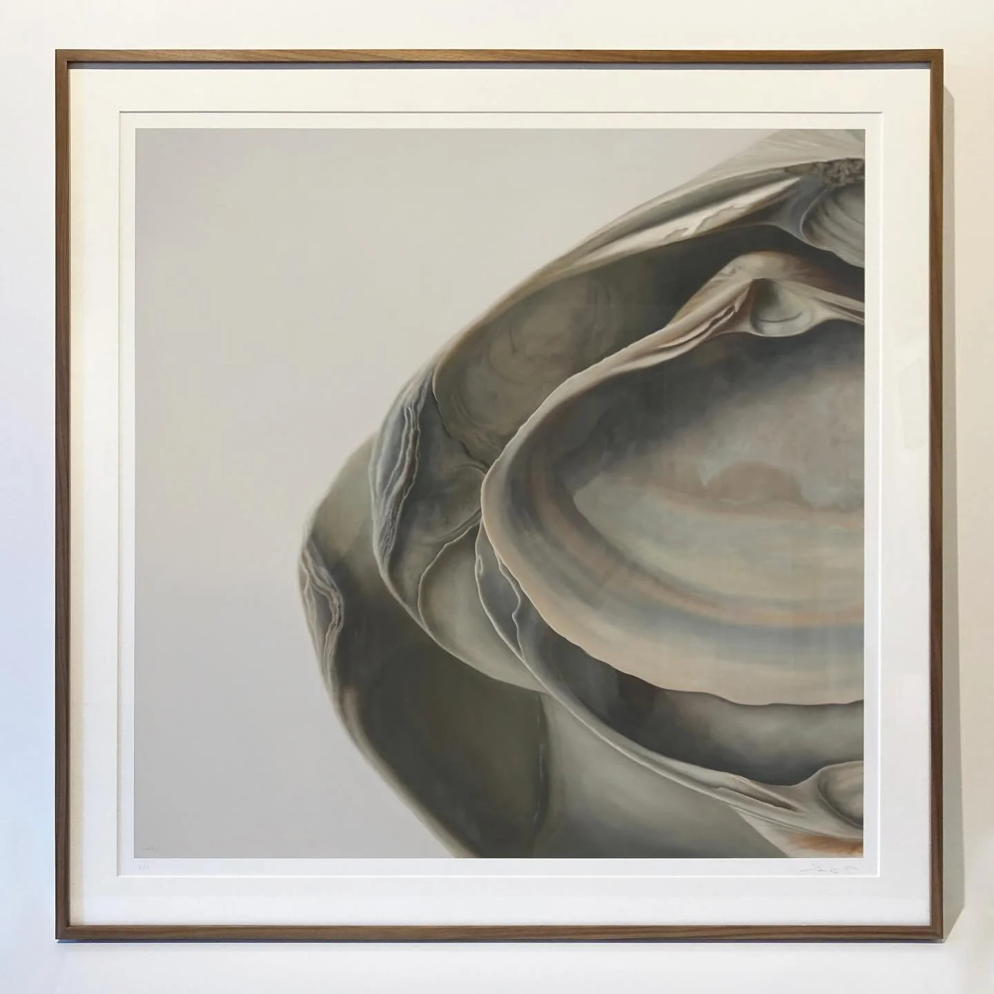 “Nested Surf Clams No. 5” 30x30 fine art print by @sarahverardo_art framed in our half inch walnut with basswood strainer. A simply, beautiful combination of nature. The grain of the walnut and the growth rings on the clam shells are some