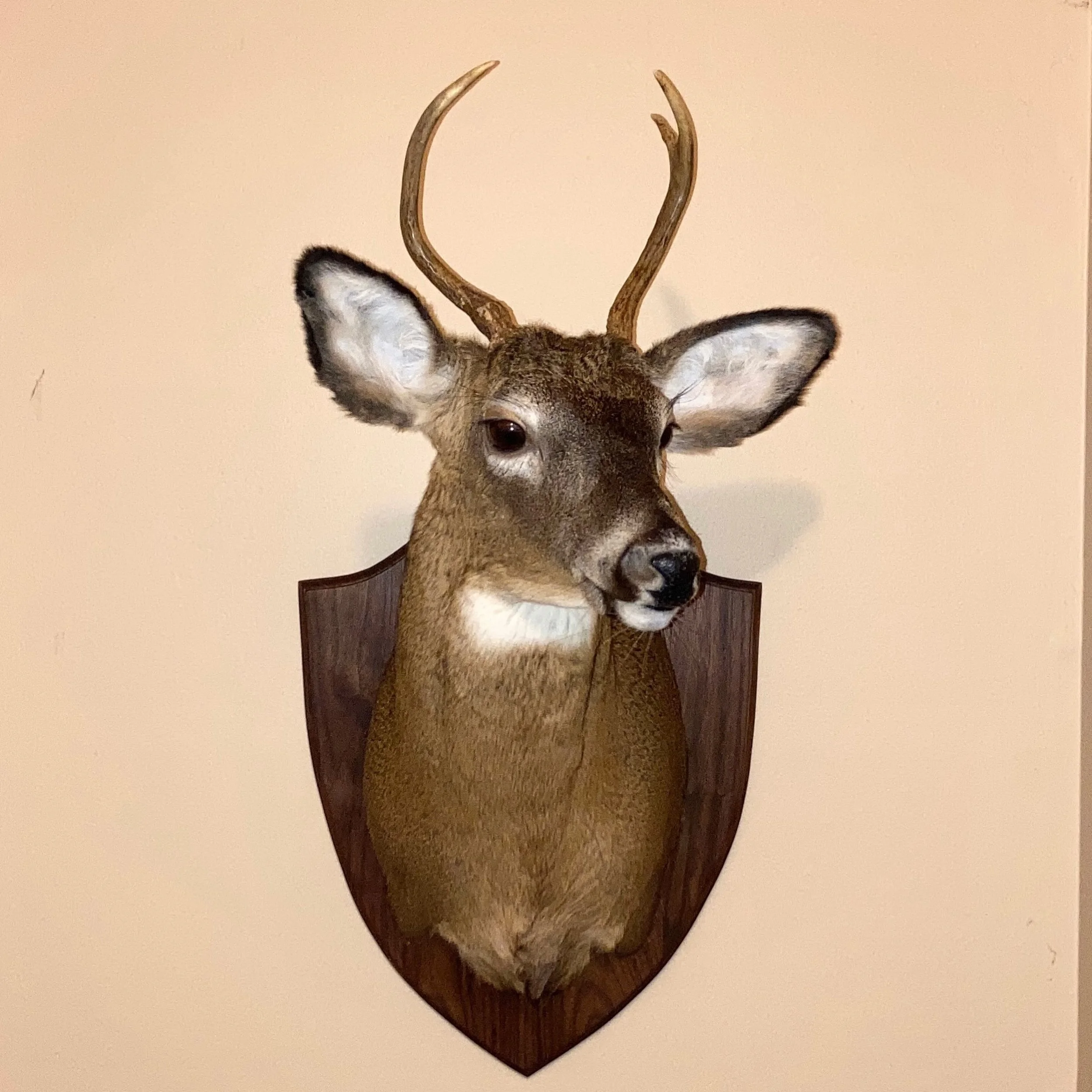 A walnut deer head mount request was slightly out of the norm. But we said yes! The planing and glue up was the critical part. The shaping and routing was the fun part. Very happy customer! 🏹🦌

#bowandarrowhunting #deerheadmount