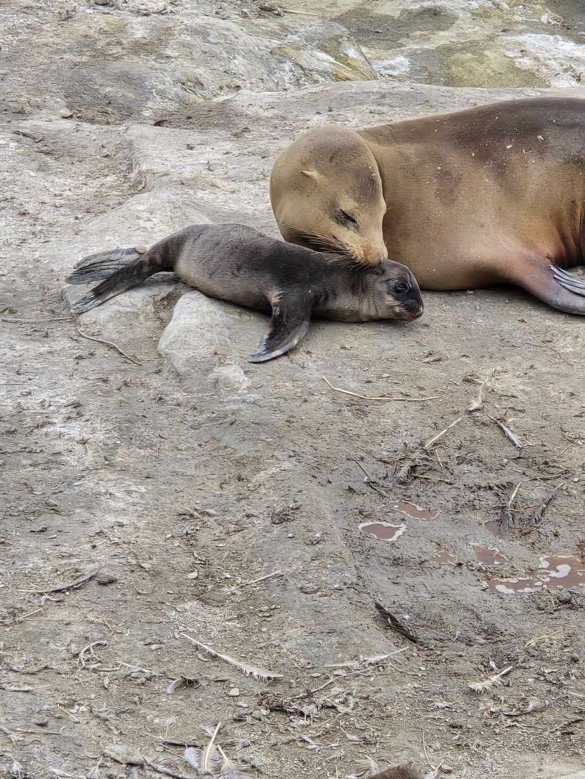 California seals, Rob Busch