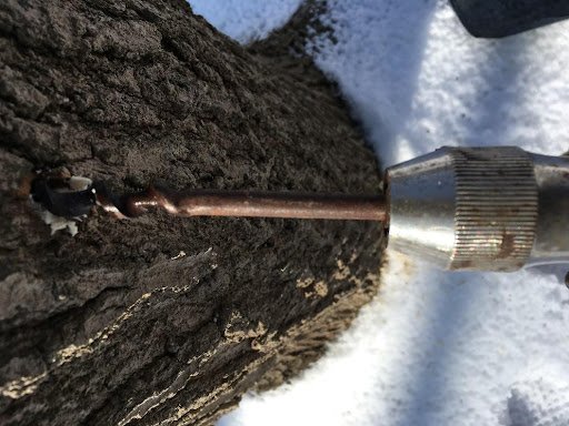 I’d Tap That (Tree): Naturalist Notes — JohnsonNatureCenter