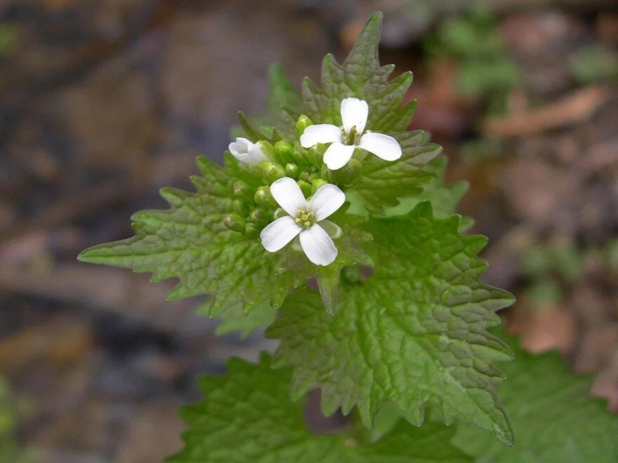 Plant Rant Green and Mean Garlic Mustard's Triumph in Michigan