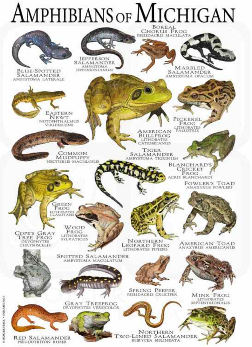 Pictures Of Amphibians And Their Names Amphibia Amphibians Pictures Of Amphibians And Their Names Amphibia Amphibians