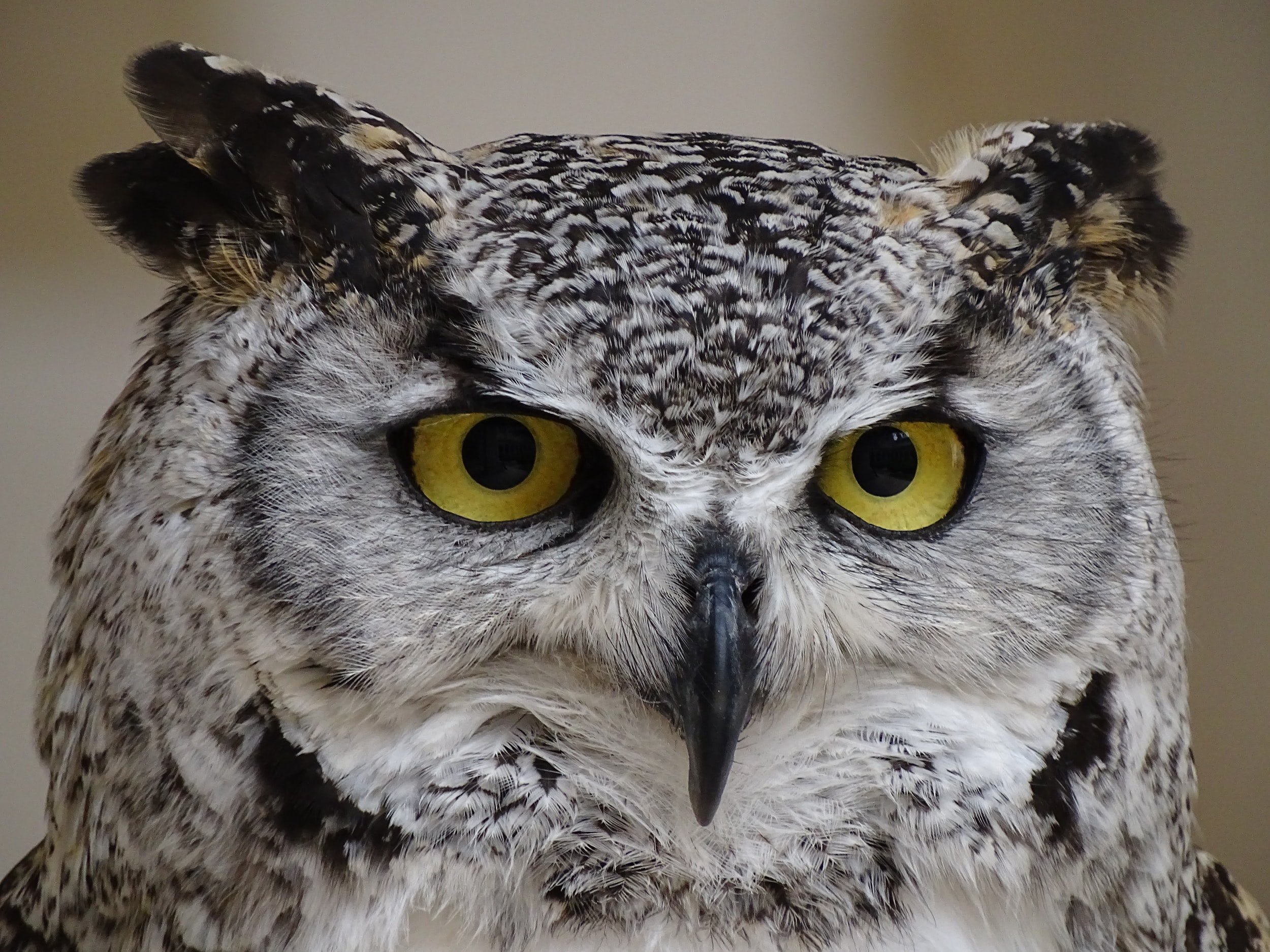 Owl face and head