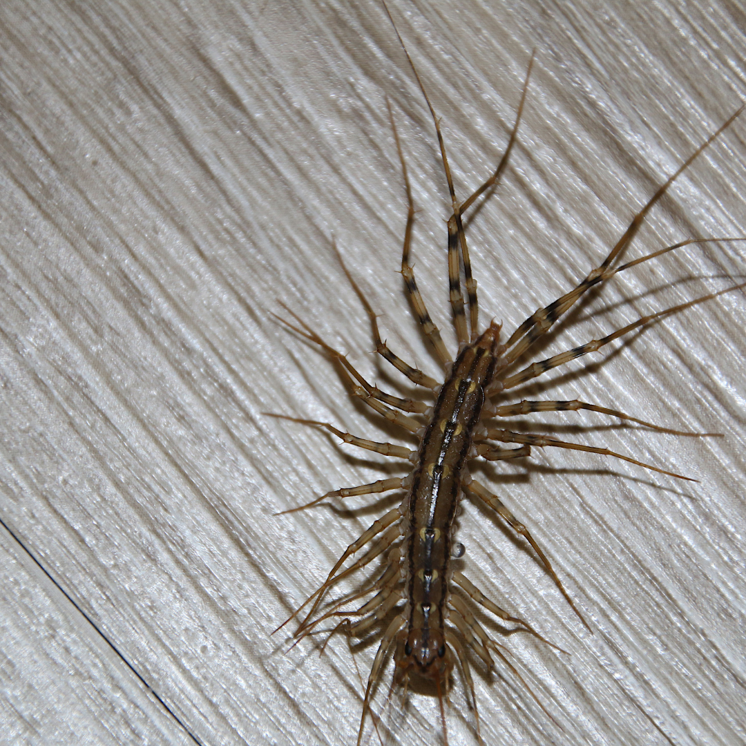 Creature Feature: Legs, Legs Everywhere — JohnsonNatureCenter