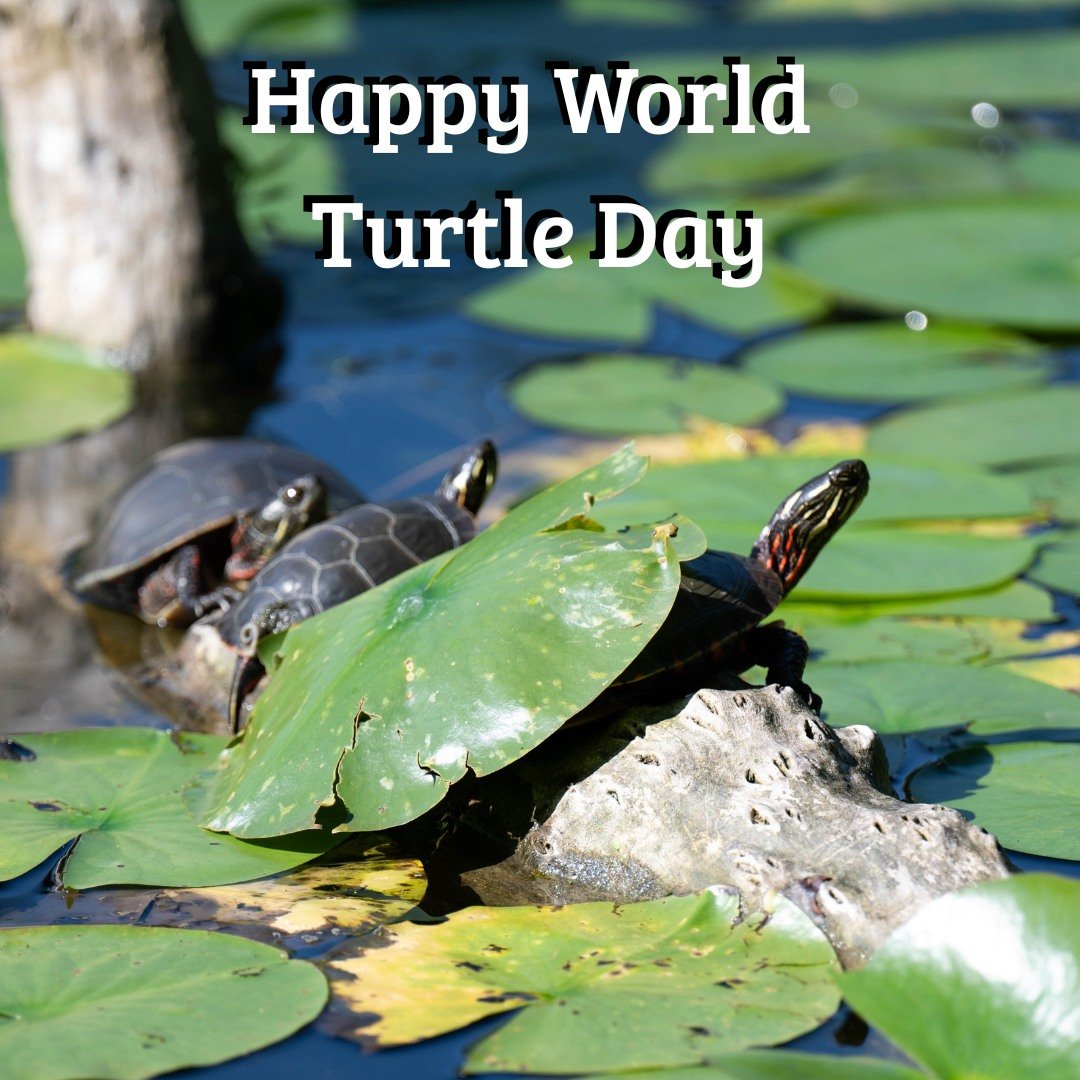 Michigan is home to 10 different species of turtles, including the painted turtle, which is our state reptile! 

Turtle Fun Fact: A group of turtles is called a bale!
#Nature #worldturtleday #turtlefunfact #natureisneat #turtles #paintedturtle