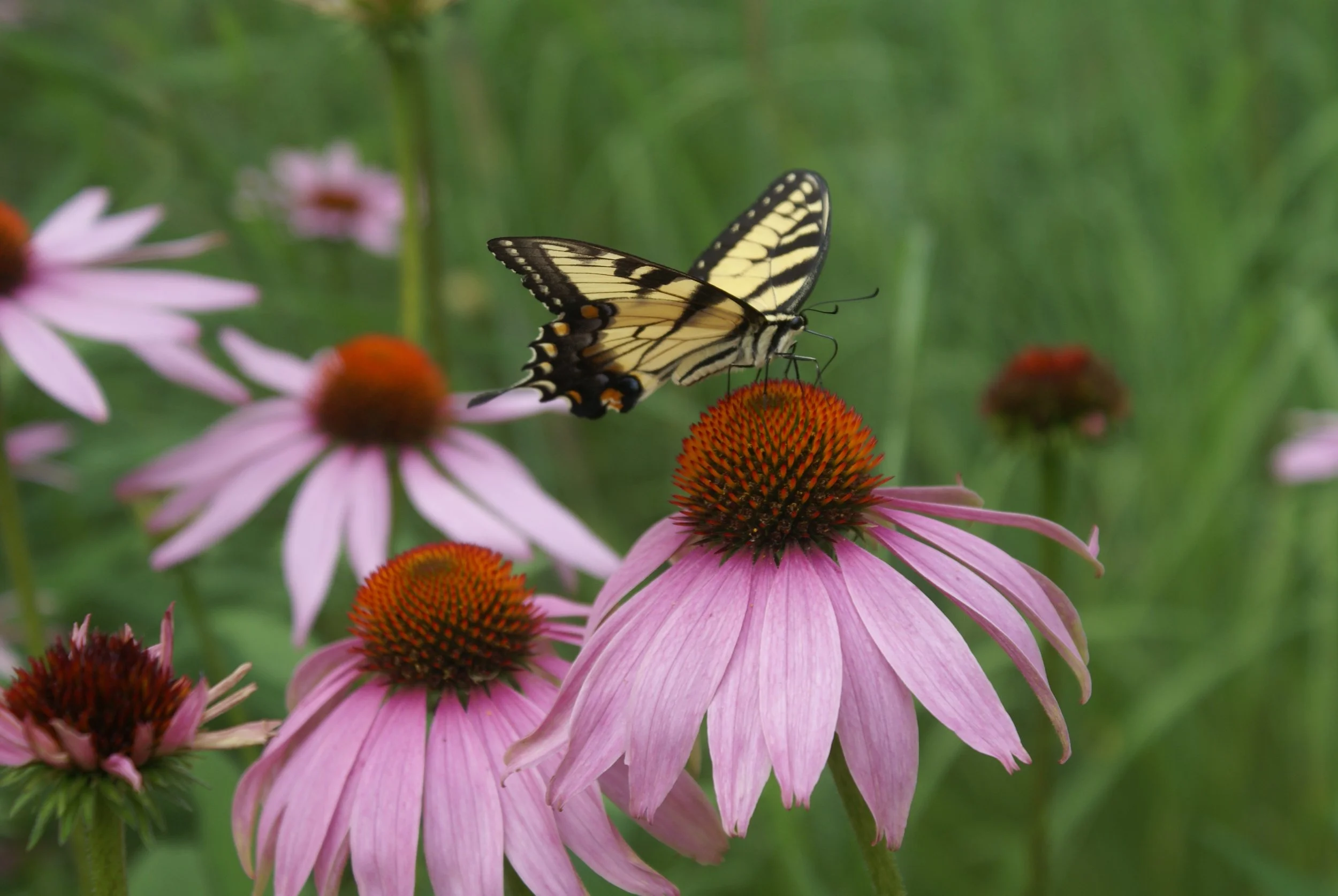 butterfly on coneflwr.JPG