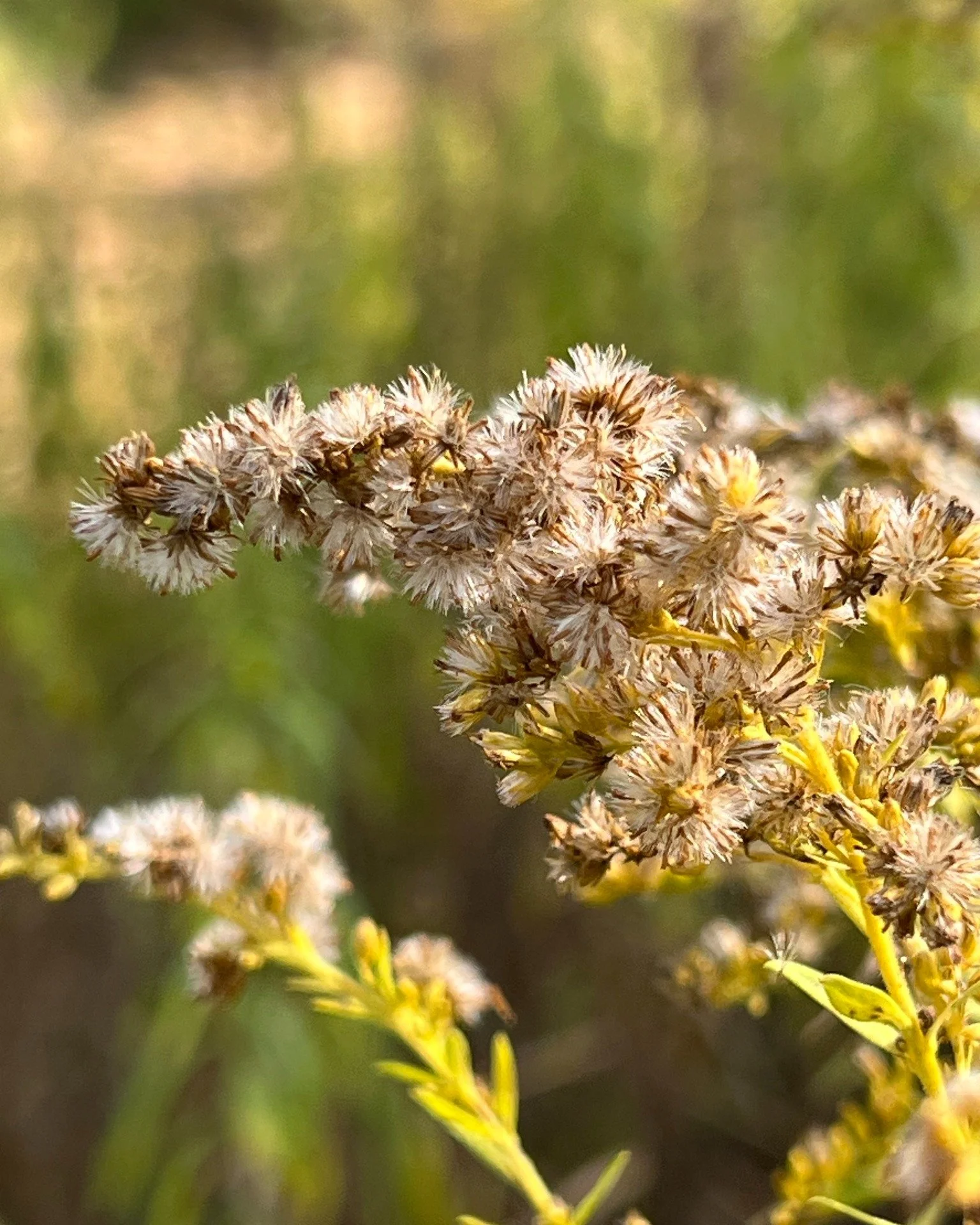 Come get up close and personal with some prairie seed! 

Join us in gathering prairie seeds that will help bring our school programs to life. As you collect these precious seeds, you'll also have the chance to take some home, giving you the opportuni