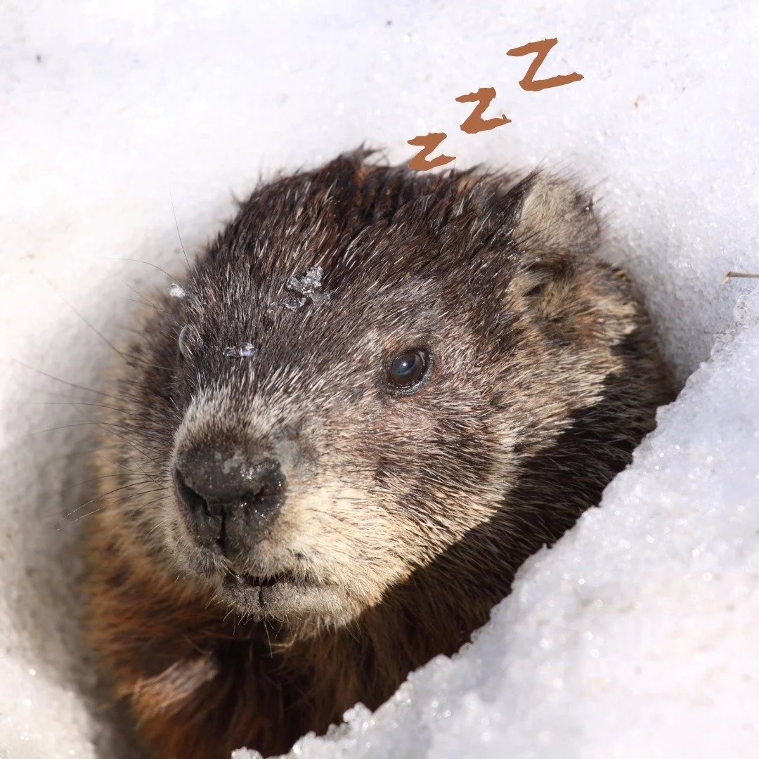 Groundhogs are 1 of 4 true hibernators in Michigan. While hibernating groundhogs have a body temperature as low as 37 F, breathing only 2 pre minute, and having a heart rate of 5 beats pre minute.