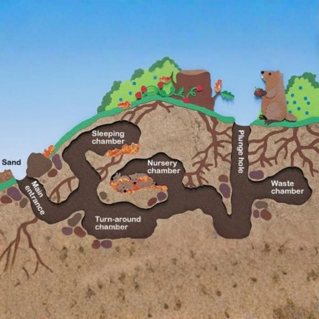 Groundhogs hibernate in their burrows. These burrows are 2-5 feet underground and can be 60 feet long, with multiple chambers. In winter, the groundhog will plug up the entrance to the chamber they are in. Other animals like fox, opossums, squirrels,