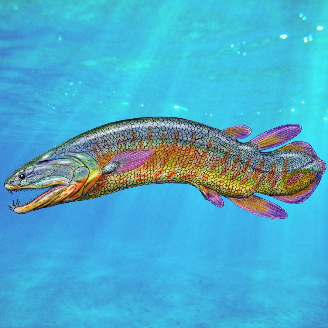 Today, anglers can enjoy catching blue gills, largemouth bass, and pike in the Johnson Nature Center pond. But if you were to travel 380 million years ago, you could catch a 4 meter long Onychodus in Michigan. See the tusks at the front of its jaw? T