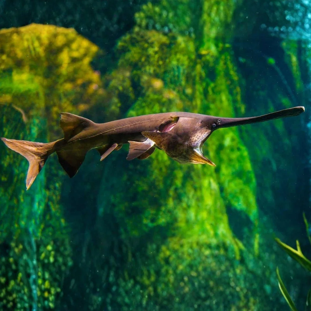 Paddlefish entered the scene after dinosaurs went extinct. That might sound recent, but that still means this fish was swimming around for over 60 million years. They used to live in the Great Lakes, but extirpated around 1917 due to many factors inc