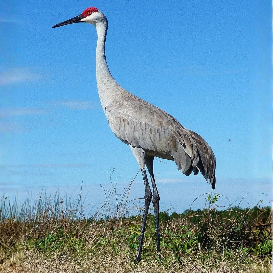 The Sandhill Crane stands out from the rest. It&rsquo;s not extinct in Michigan, in fact, it&rsquo;s doing quite well. We&rsquo;ve found fossils of it dating back two-and-a-half-million years ago! They&rsquo;ve been chilling in Michigan ever since, a