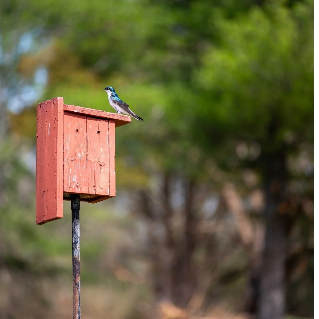 Did you know that we are in the middle of National Nestbox Week? This week promotes the creation of bird boxes, all while our migrating birds prepare their spring migration back north. By the time the birds arrive to nest, there may be a variety of o