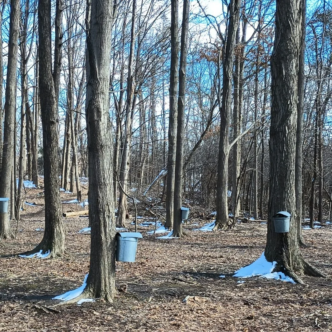 Want to learn more about tapping not only maple trees but other trees, read one of our Branching Out articles about it, https://www.johnsonnaturecenter.org/articles/id-tap-that-tree-naturalist-notes
