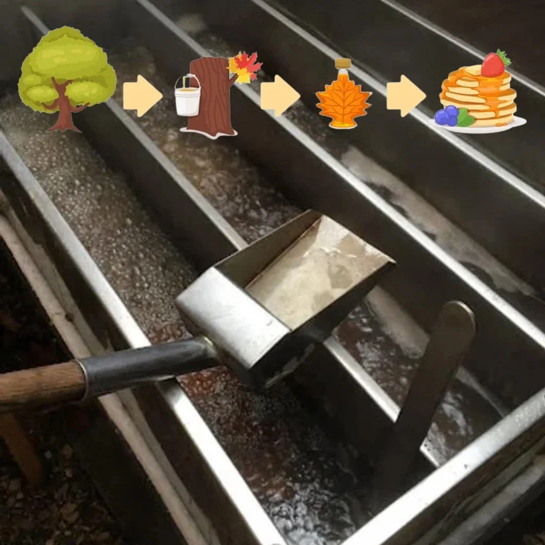 If you want to see the evaporator in action and learn all about maple sugaring from tap to syrup, come out to our Sap Happy event!  Register here, https://www.johnsonnaturecenter.org/maple-sugaring