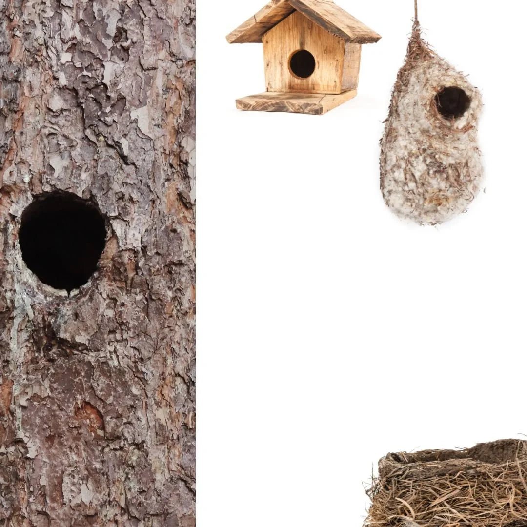 As we wrap us National Nestbox Week, keep an eye out for the several kinds of bird nests this spring! Some birds may prefer tree cavities while others make a cup-shaped nest on a limb. Some nests are left hanging, literally, as weavers like the Balti