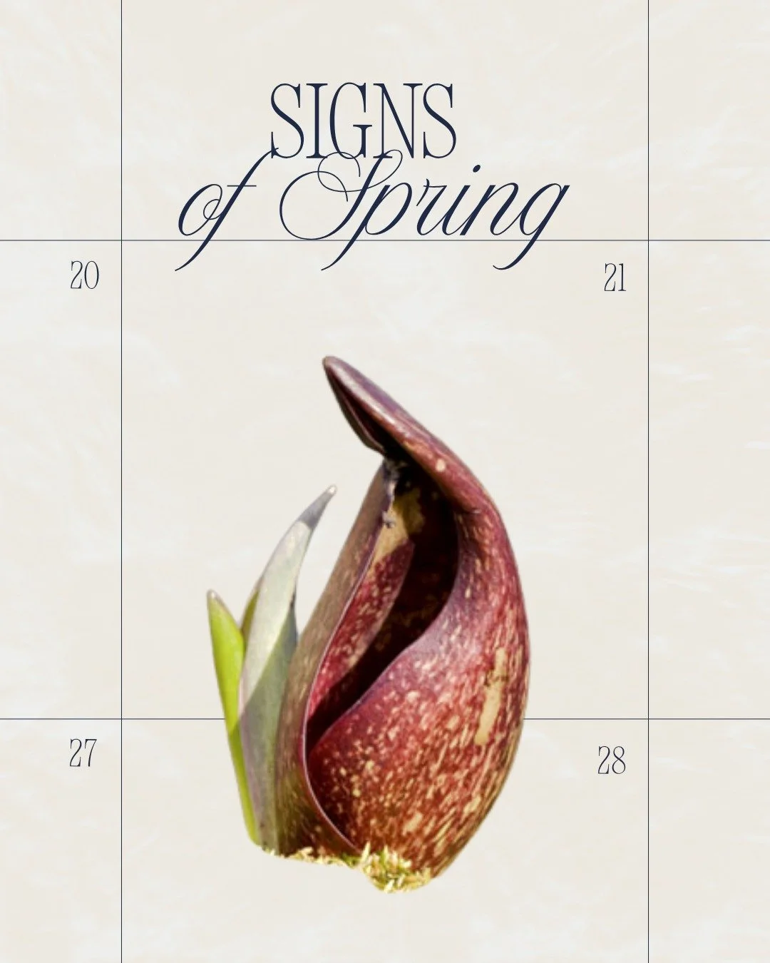 It is fun to try to notice the &ldquo;First of the Season&rdquo; signs as weenter into spring! 
Skunk cabbage is one of the first flowers that bloom and will often come up when there is still snow on the ground!