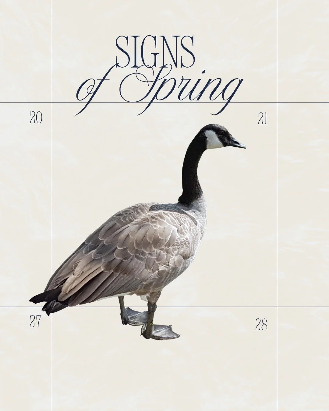 It is fun to try to notice the &ldquo;First of the Season&rdquo; signs as we enter into spring! 
Came witness the Canada goose defend its territory around the pond as nesting season is starting.