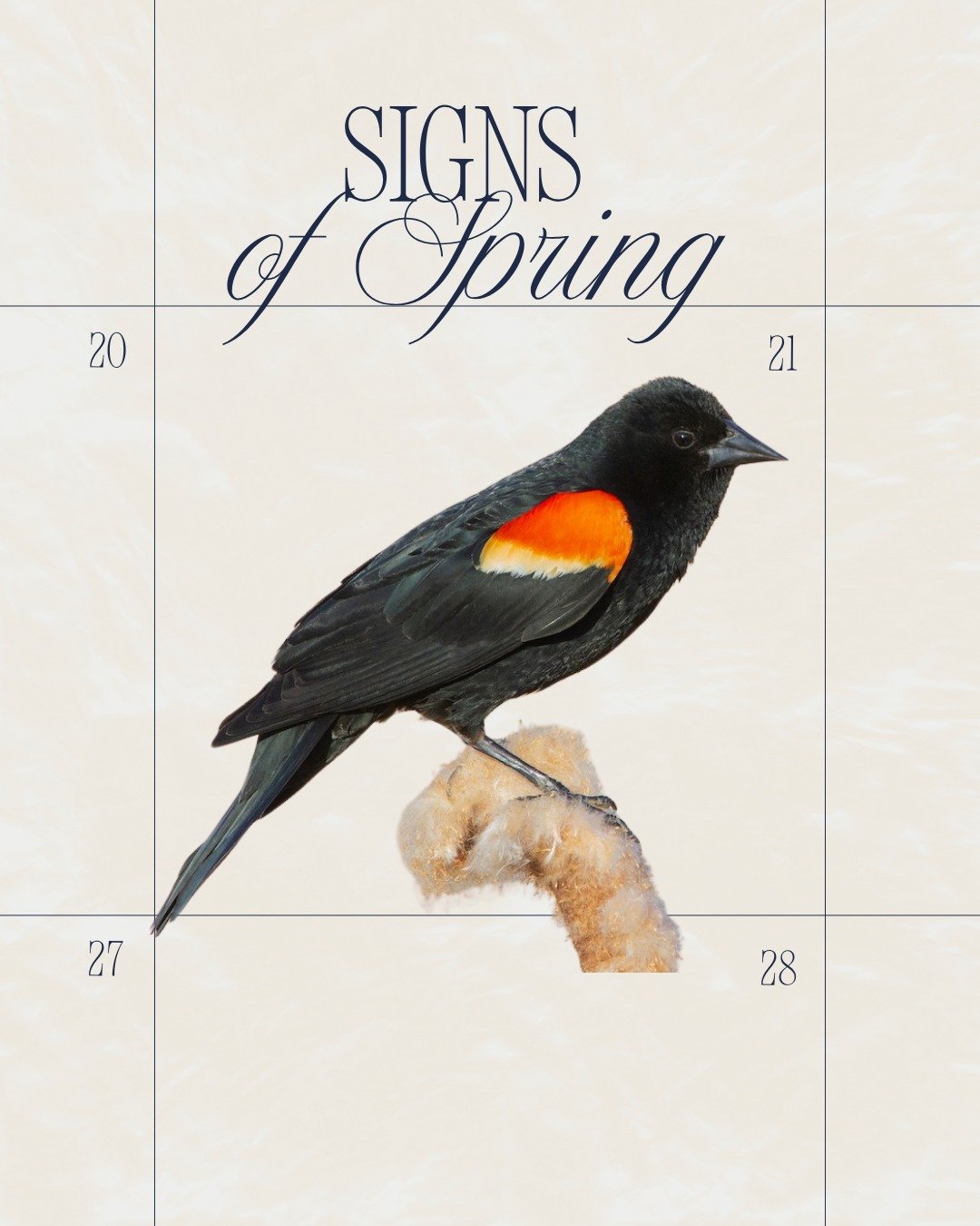 It is fun to try to notice the &ldquo;First of the Season&rdquo; signs as we enter into spring! 

You know spring is right around the corner when you see the red-wing blackbirds back!