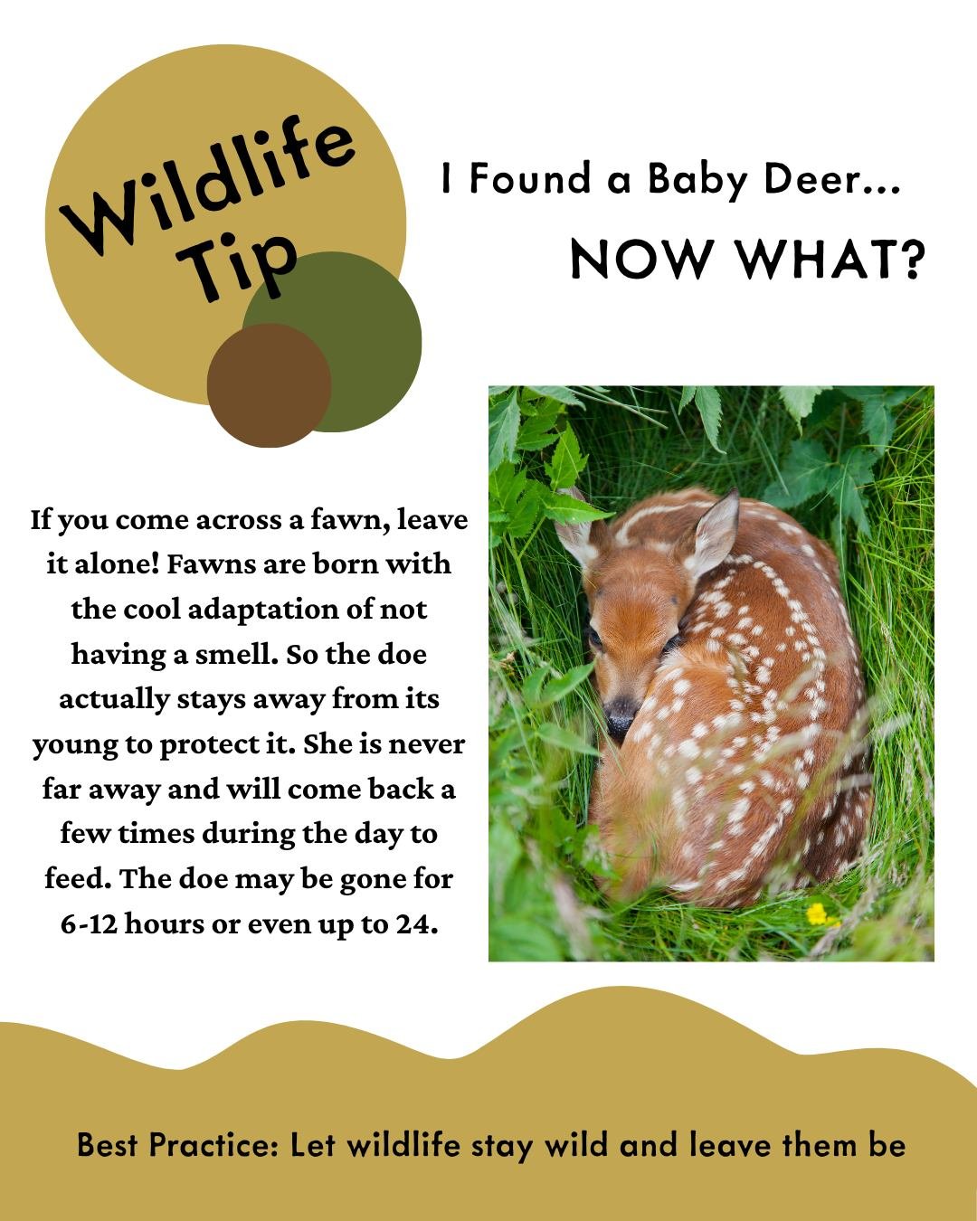 Spring time means baby animal time. This time of year people are more likely to come into contact with wildlife. So, what do you do if you do? Let it be. If you do think something is wrong, please call a local licensed wildlife rehabilitator. Here is