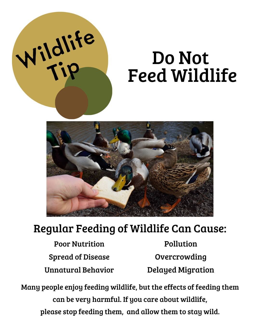 You can help wildlife by supporting places like Johnson Nature Center and other natural areas. These places allow wildlife to find everything they need to survive. Keep wildlife wild.