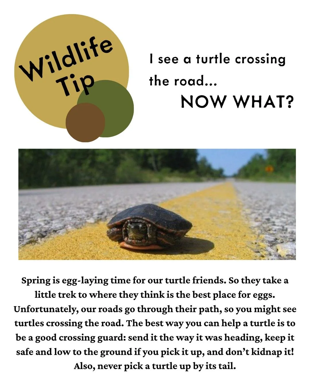 Instead of the joke, why did the chicken cross the road, what jokes can we say about turtles crossing the road?