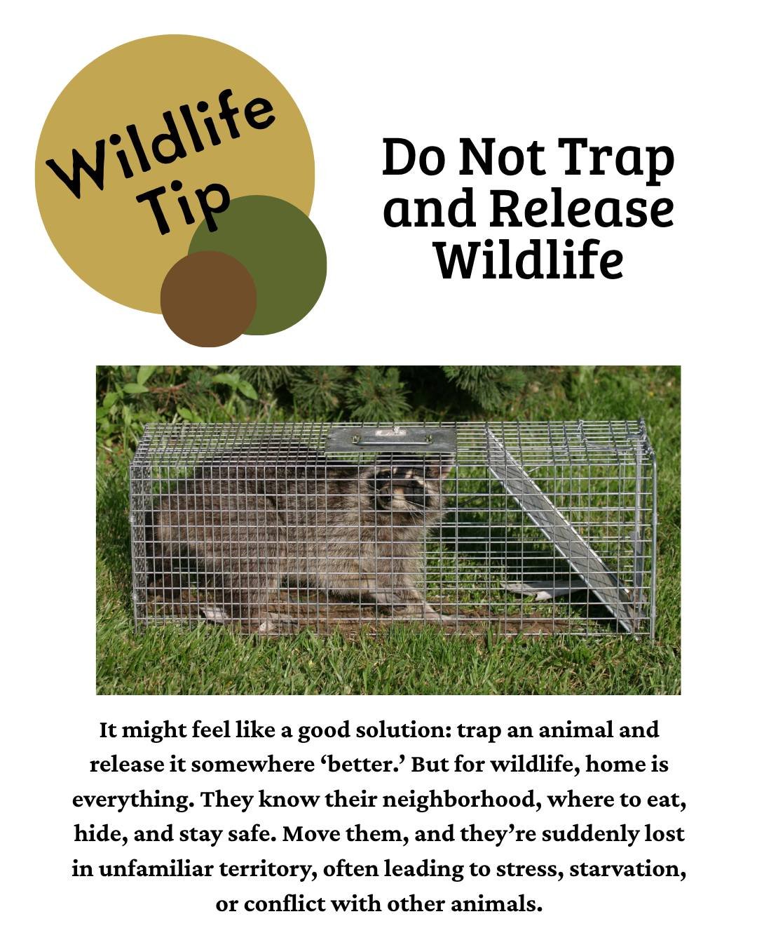 If you&rsquo;re having an issue with wildlife, there are better, humane solutions that keep both you and the animal safe. Local licensed wildlife rehabilitator might be able to give you some tips. Here is a list from the DNR: https://www2.dnr.state.m
