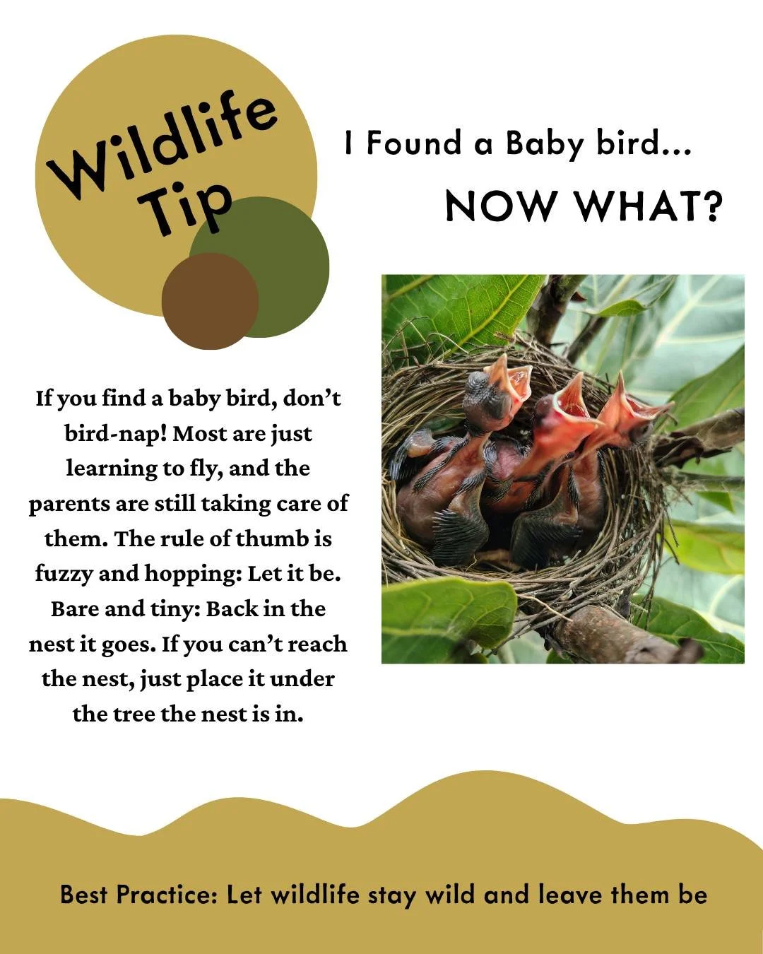 Keep wildlife wild but if you think something is wrong call a licensed wildlife rehabilitator. Here is a list from the DNR: https://www2.dnr.state.mi.us/dlr/