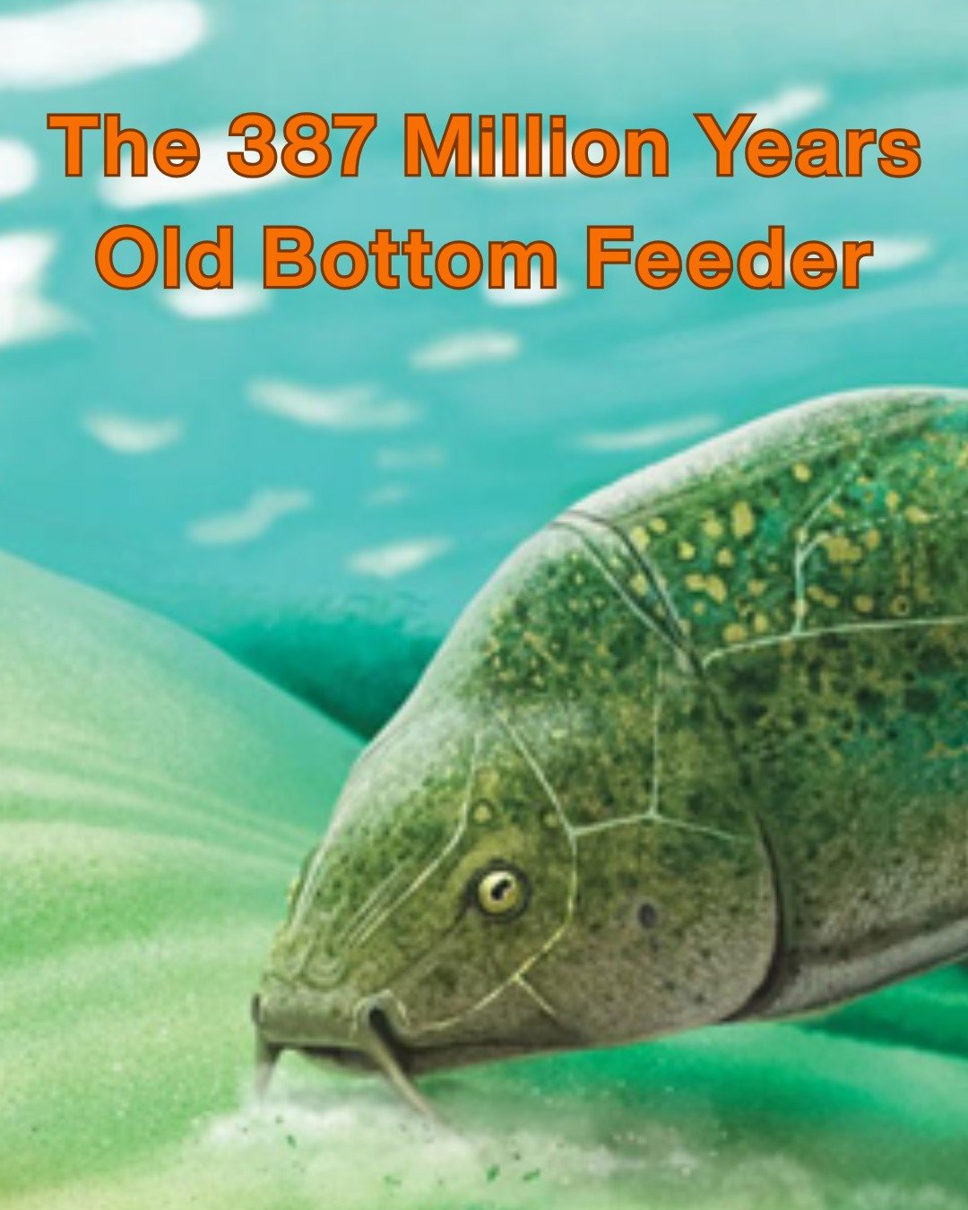 This Devonian aged fish is 387 million years old. Far from the most terrifying thing in the Michigan ocean, this harmless fish swam at the bottom of the shallow sea eating plankton. Interestingly, they&rsquo;ve been found with stones inside them, sug