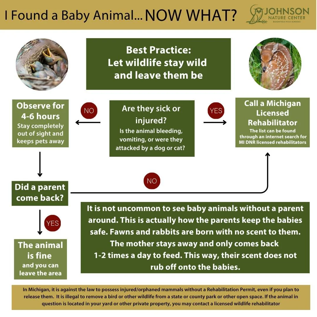 Spring brings new life to the Nature Center, and sometimes that means spotting a baby animal on their own. Before you step in, take a breath &mdash; most little beings are right where they&rsquo;re supposed to be. This guide walks you through what to